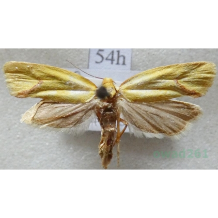 Agapeta hamana (Linnaeus, 1758) Czech54h